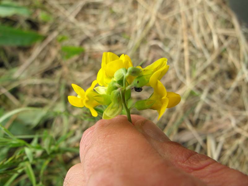 Lathyrus pratensis